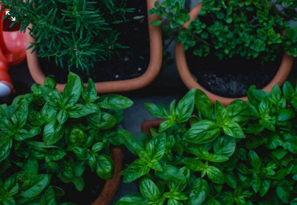 Urban Gardening az erkélyen és a teraszon
