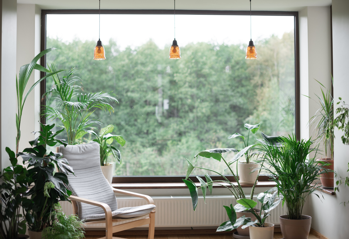 Növények, amelyek javítják a levegő minőségét otthonában