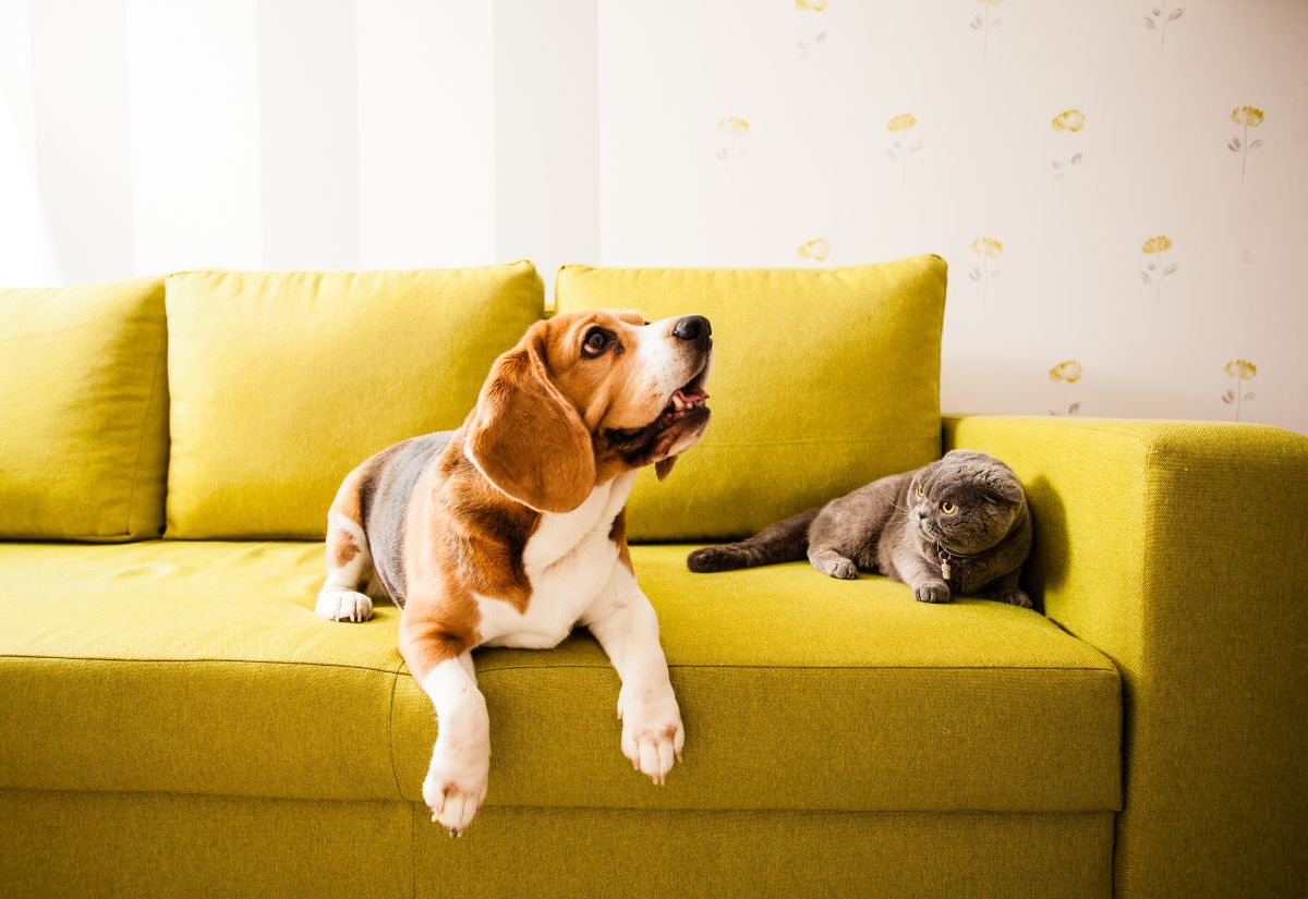Hogyan távolítsuk el az állati, kutyaszőrt a kanapéról?
